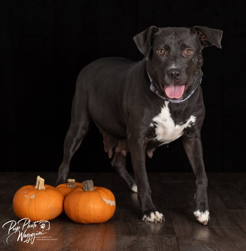 PATTY - Labrador Retriever / Pit Bull Terrier available for adoption