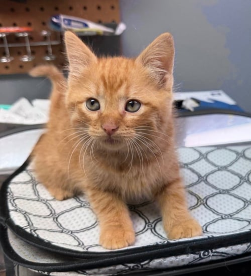 ARCHIE - Domestic Medium Hair available for adoption