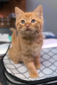 Archie - Photo 1