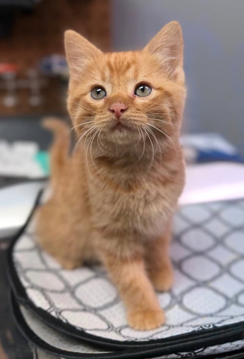 ARCHIE - Domestic Medium Hair available for adoption