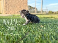 Wallace "Wally - Photo 2