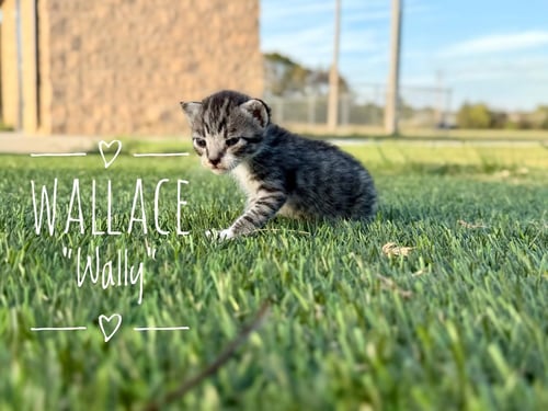 WALLACE "WALLY - Domestic Short Hair available for adoption