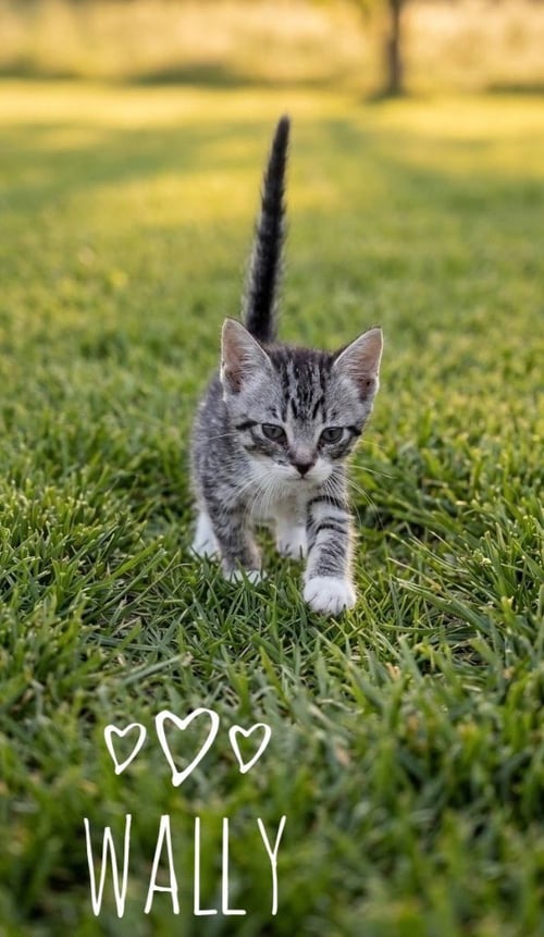 WALLACE "WALLY - Domestic Short Hair available for adoption