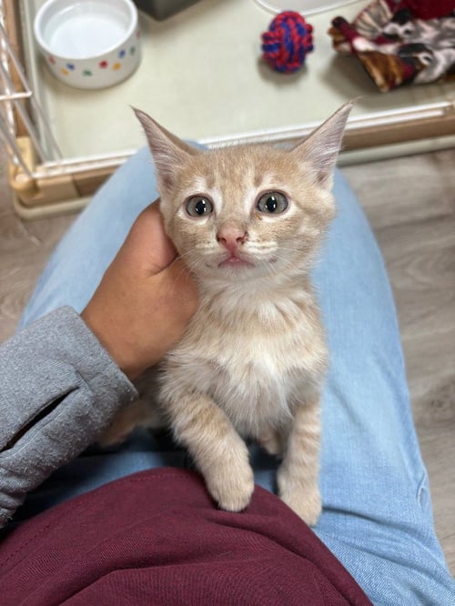 TYRION - American Shorthair available for adoption