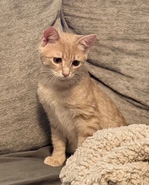 TYRION - American Shorthair available for adoption