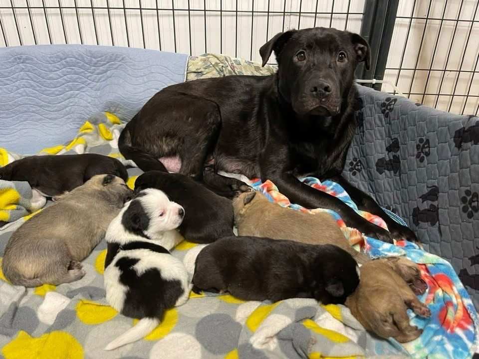 OPHELIA - Labrador Retriever / Pit Bull Terrier available for adoption