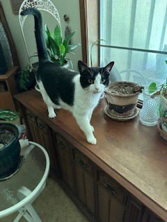 JOLENE - Domestic Short Hair for adoption in Broken Arrow