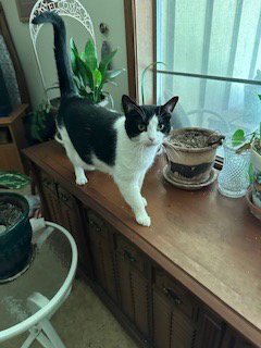 JOLENE - Domestic Short Hair available for adoption