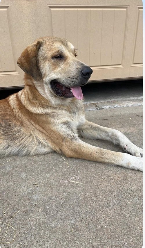 DUKE - Anatolian Shepherd available for adoption