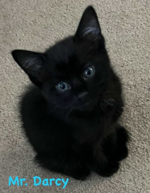 MR. DARCY - Domestic Medium Hair available for adoption