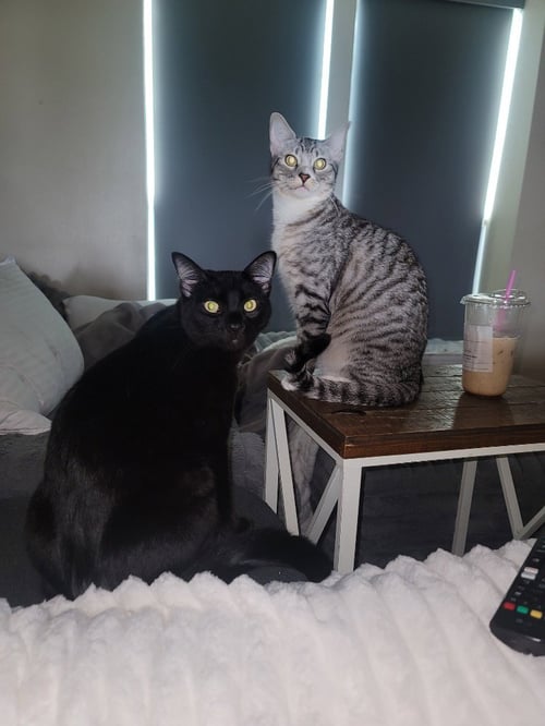 MR. DARCY - Domestic Medium Hair for adoption in Tulsa