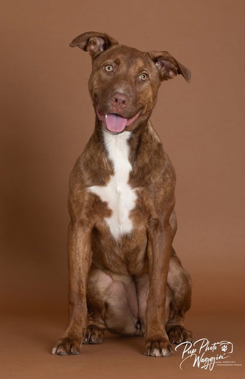 CINNAMON - Pit Bull Terrier available for adoption