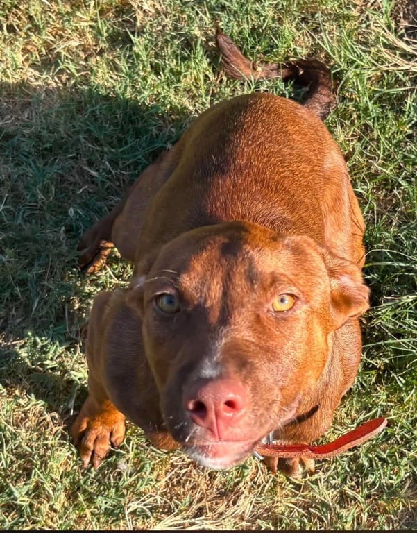 Cinnamon Image