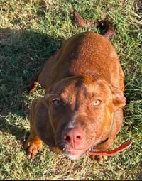 Cinnamon - Photo 1