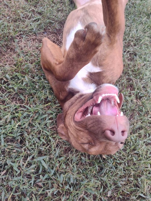 CINNAMON - Pit Bull Terrier available for adoption