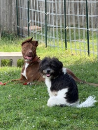 Cinnamon - Photo 4