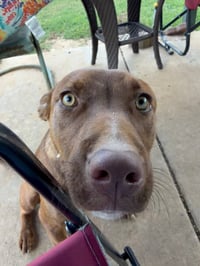 Cinnamon - Photo 3