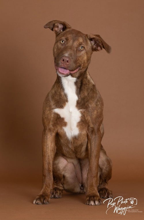 CINNAMON - Pit Bull Terrier available for adoption
