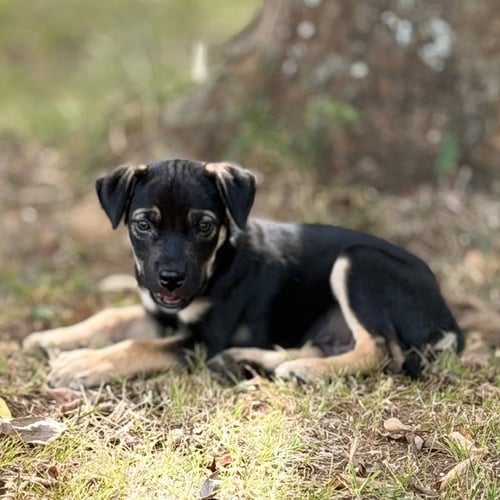 WINSLOW - Terrier available for adoption
