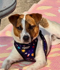 Scout - Photo 2