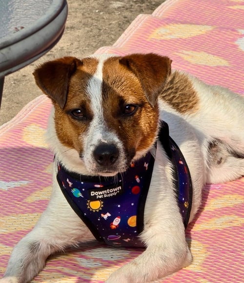 SCOUT - Jack Russell Terrier available for adoption