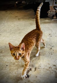 Rusty - Photo 2
