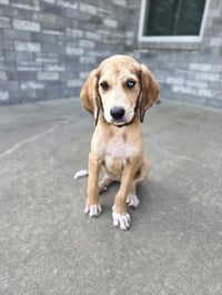Mabel - Photo 3