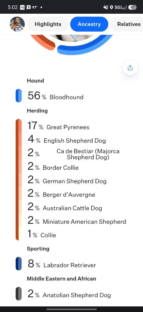 MABEL - Bloodhound / Shepherd available for adoption