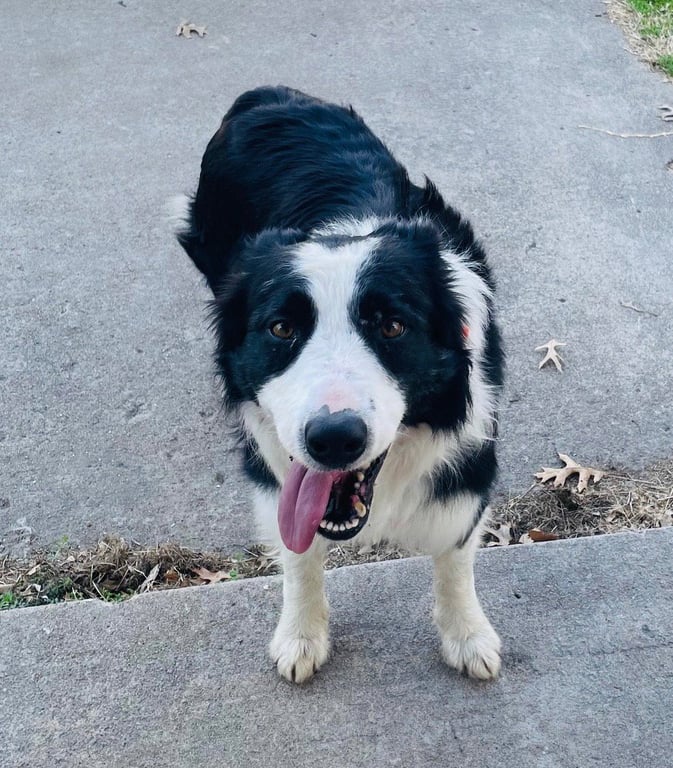 Mr. Pickles Image