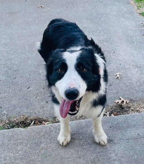 MR. PICKLES - Border Collie available for adoption