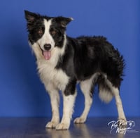 Mr. Pickles - Photo 2