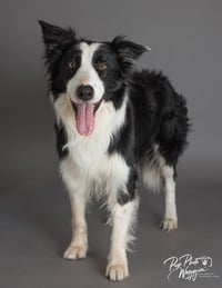 Mr. Pickles - Photo 1