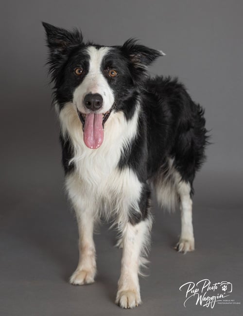 MR. PICKLES - Border Collie available for adoption