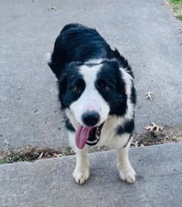 Mr. Pickles - Photo 4