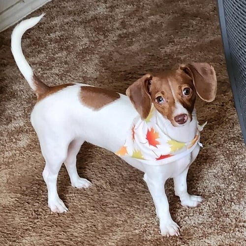 HEIDI - Dachshund available for adoption