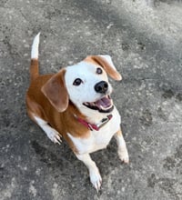 Benny - Photo 3