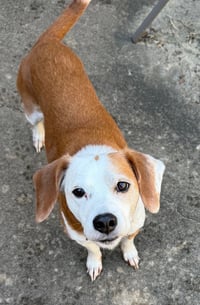 Benny - Photo 1