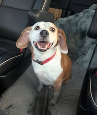 Benny - Photo 2