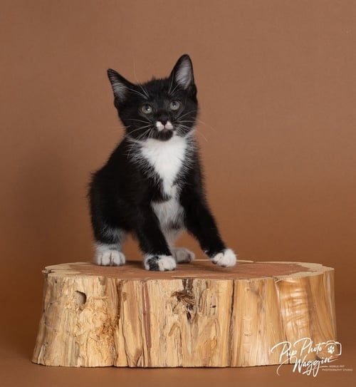 JILLIAN - Domestic Short Hair available for adoption