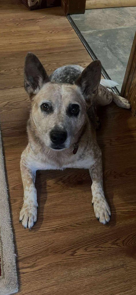FRECKLES - CL - Australian Cattle Dog/Blue Heeler available for adoption