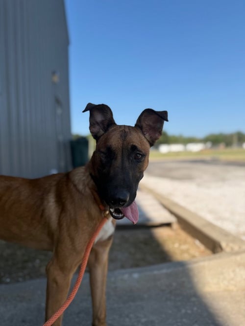 PERSEPHONE - Belgian Shepherd Malinois available for adoption