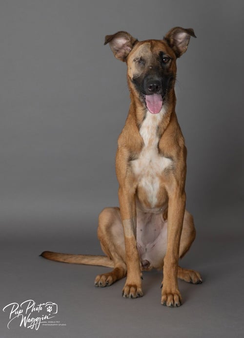 PERSEPHONE - Belgian Shepherd Malinois available for adoption