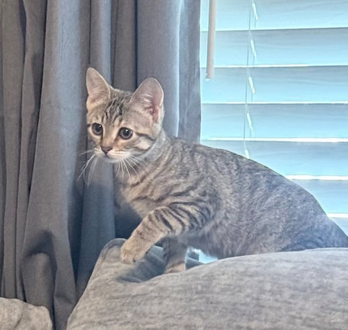SANSA - Domestic Short Hair available for adoption