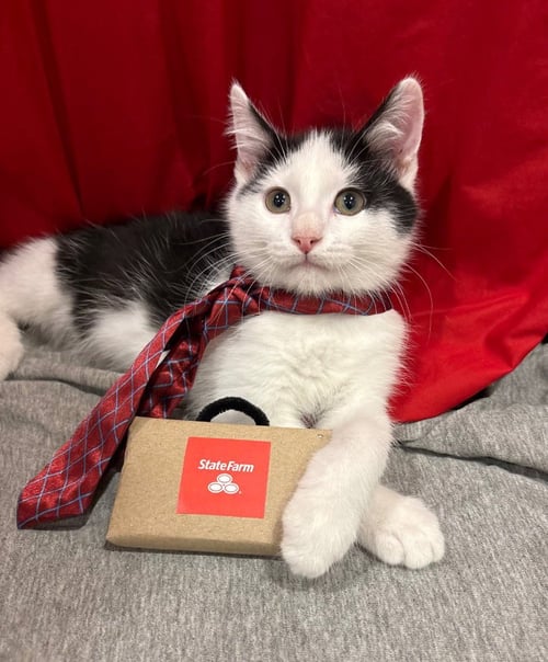 JAKE (FROM STATE FARM) - Domestic Medium Hair available for adoption