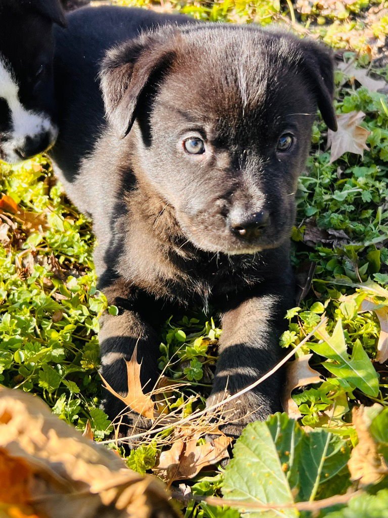 OCTAVIA - Labrador Retriever / Shepherd available for adoption