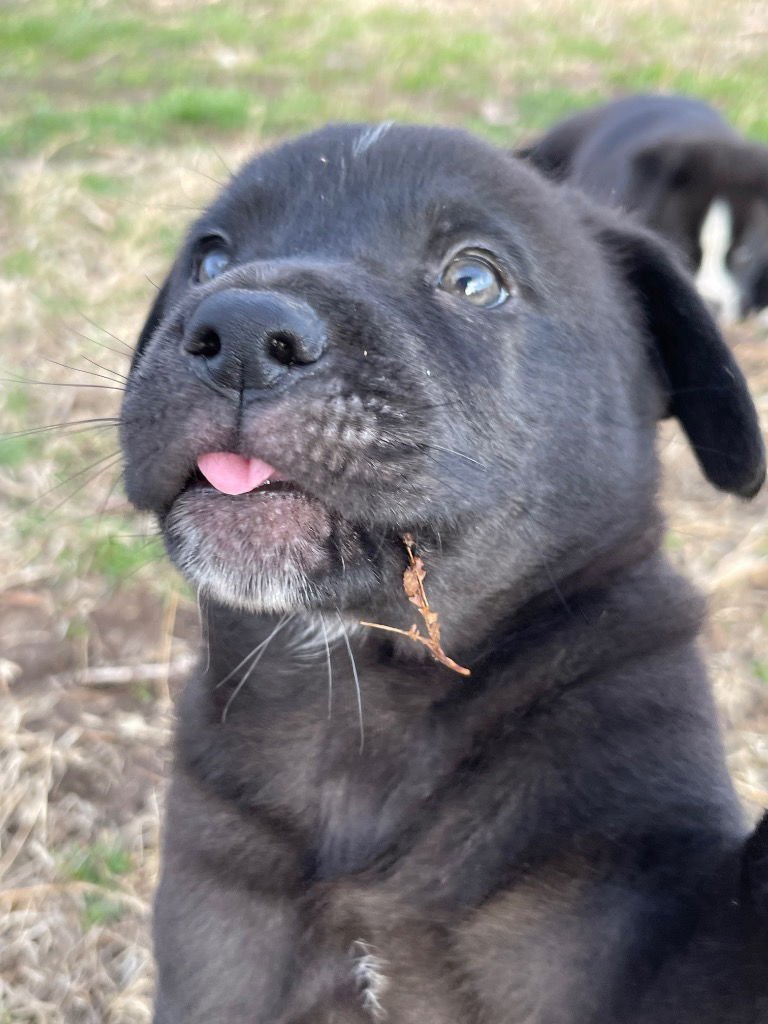 OCTAVIA - Labrador Retriever / Shepherd available for adoption
