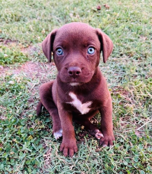 AITANA BONMATI - Labrador Retriever / Pit Bull Terrier available for adoption