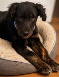 Little John - Photo 4