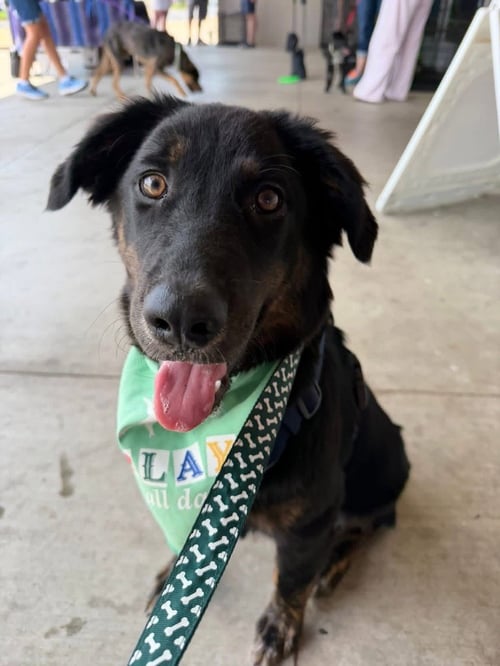 LITTLE JOHN - Australian Shepherd / Australian Cattle Dog/Blue Heeler available for adoption
