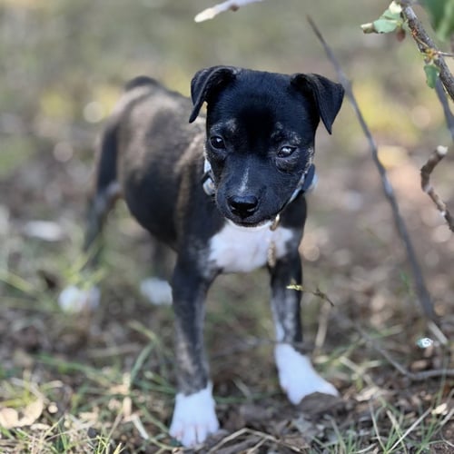 BLUE - Beagle / Terrier available for adoption